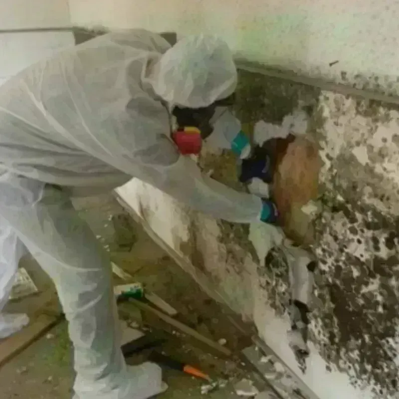 Mold Remediation and Removal in San Joaquin County, CA